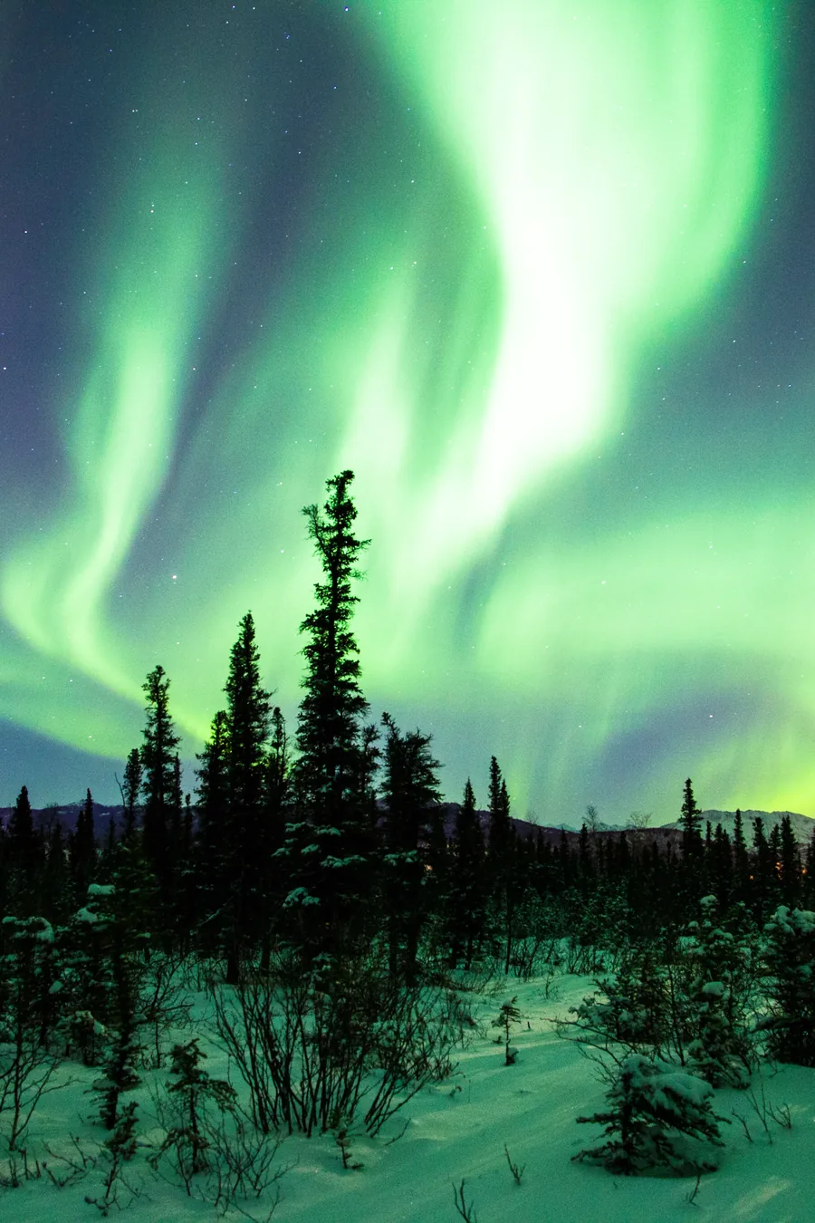 Green aurora above a snowy pine forest